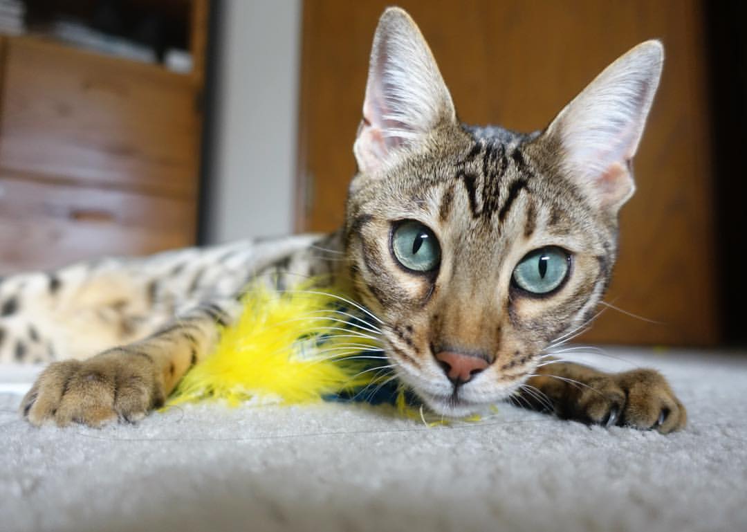 开云-世界排名争夺战之夜，英格拉姆完成自我救赎